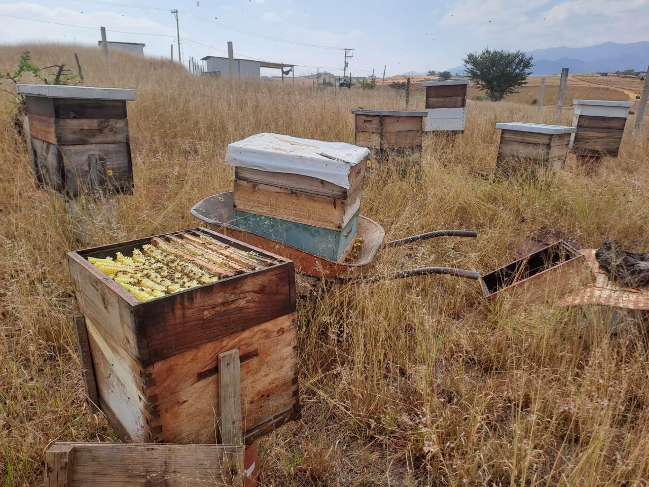 Apiarios en campo