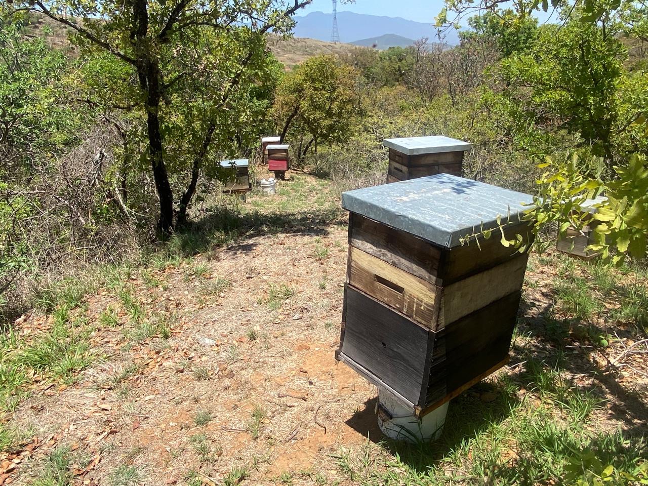 Cajas de apiario en campo