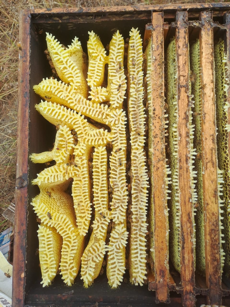 Estructura de cera en panal