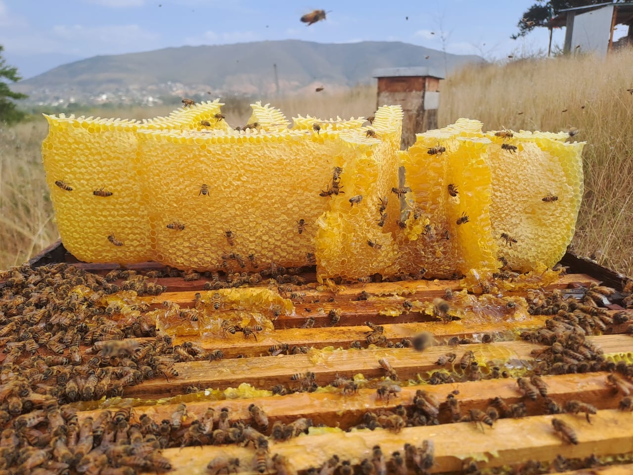 Panal natural con abejas